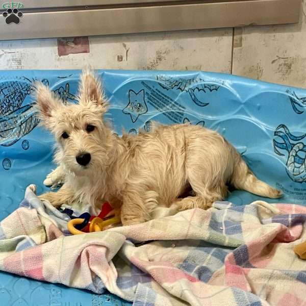 Mason, Scottish Terrier Puppy